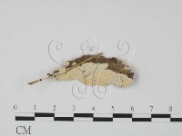 登錄號:F0020984藏品圖，第1張