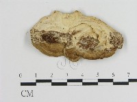 登錄號:F0020985藏品圖，第3張