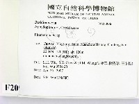 顯絲菌屬藏品圖，第2張