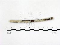 登錄號:F0020987藏品圖，第1張