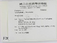 蜂窩菌屬藏品圖，第2張