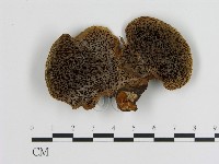 蜂窩菌屬藏品圖，第1張