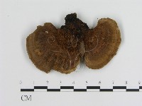 蜂窩菌屬藏品圖，第3張