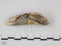 登錄號:F0020993藏品圖，第3張