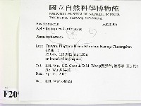 顯絲菌屬藏品圖，第2張