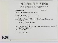 刺革菌屬藏品圖，第2張