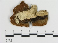 刺革菌屬藏品圖，第3張