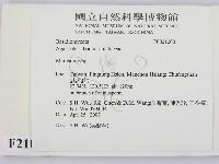 小皮傘屬藏品圖，第2張