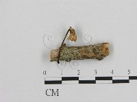 小皮傘屬藏品圖，第1張