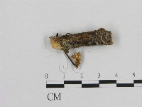 小皮傘屬藏品圖，第3張