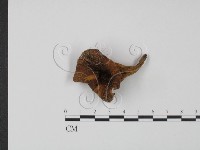 登錄號:F0021003藏品圖，第1張