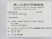 絲齒菌屬藏品圖，第2張