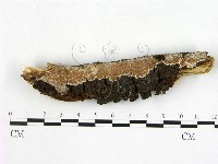 登錄號:F0021008藏品圖，第1張