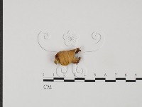 登錄號:F0021011藏品圖，第1張