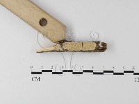 登錄號:F0021016藏品圖，第1張