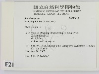 絲齒菌屬藏品圖，第2張