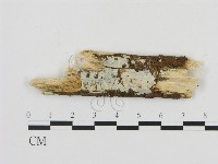 絲齒菌屬藏品圖，第1張