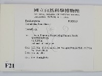 銀耳屬藏品圖，第2張