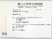 盤革菌屬藏品圖，第2張