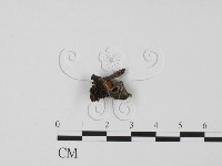 登錄號:F0021028藏品圖，第1張