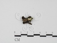 登錄號:F0021028藏品圖，第3張