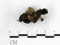 登錄號:F0021029藏品圖，第1張
