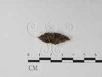 登錄號:F0021030藏品圖，第1張