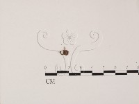 登錄號:F0021031藏品圖，第1張