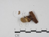 登錄號:F0021034藏品圖，第3張