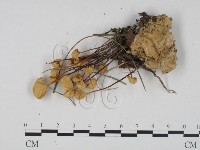 登錄號:F0021035藏品圖，第1張