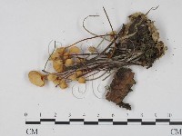 登錄號:F0021035藏品圖，第3張