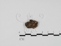 登錄號:F0021036藏品圖，第1張