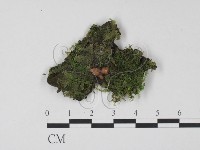登錄號:F0021038藏品圖，第1張