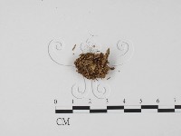 登錄號:F0021039藏品圖，第3張