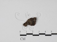 登錄號:F0021040藏品圖，第1張