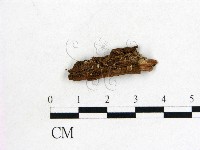 登錄號:F0021041藏品圖，第1張