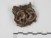 登錄號:F0021044藏品圖，第1張