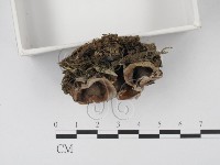 登錄號:F0021044藏品圖，第3張