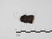 登錄號:F0021045藏品圖，第3張
