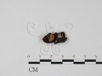 登錄號:F0021046藏品圖，第1張