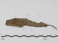 登錄號:F0021047藏品圖，第1張