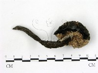 登錄號:F0021050藏品圖，第3張