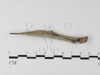 登錄號:F0021051藏品圖，第1張