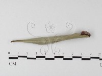 登錄號:F0021051藏品圖，第3張