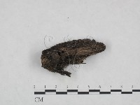 登錄號:F0021052藏品圖，第1張