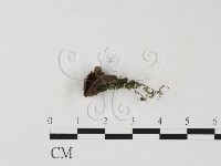 登錄號:F0021053藏品圖，第1張