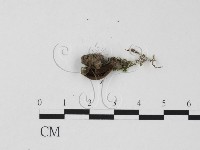 登錄號:F0021053藏品圖，第3張