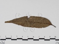 登錄號:F0021054藏品圖，第1張