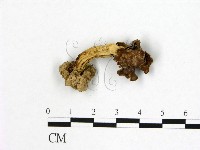 登錄號:F0021057藏品圖，第1張