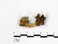 登錄號:F0021057藏品圖，第3張